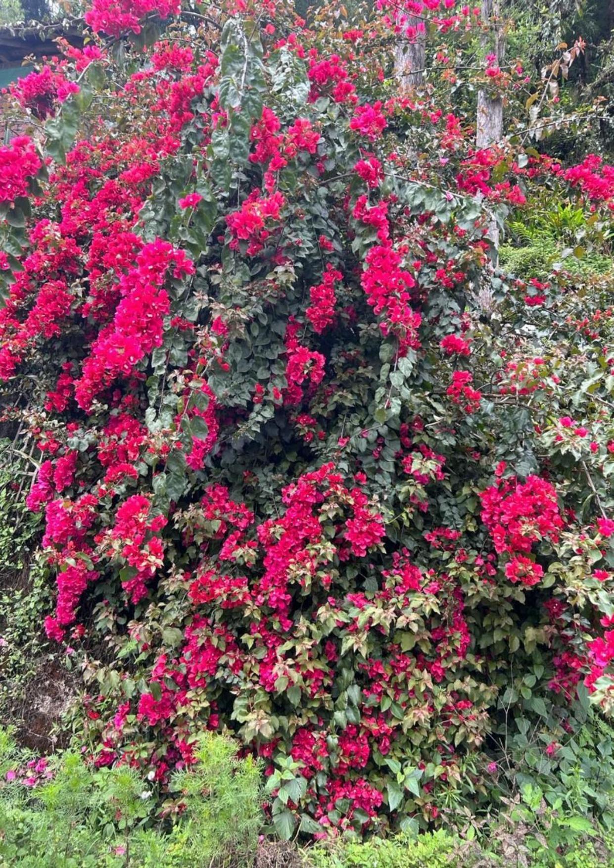 Silk Route Lingtam Resort מראה חיצוני תמונה